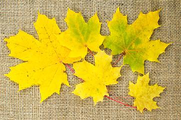 Image showing Yellow maple leaves at burlap