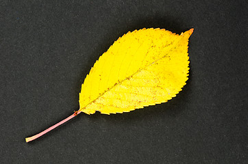 Image showing One shiny yellow leaf