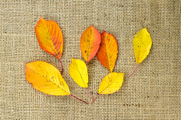 Image showing Colored leaves at burlap