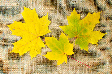 Image showing Maple leaves in fall colors