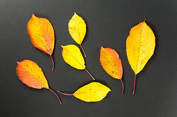 Image showing Colorful autumn leaves