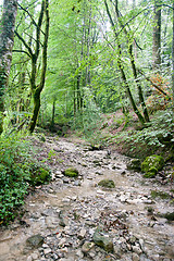 Image showing France Savoie forest walks