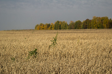 Image showing autumn landscapes