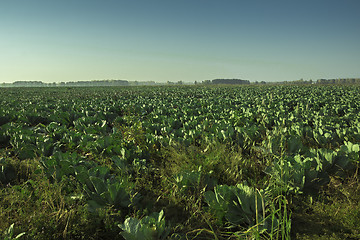 Image showing autumn landscapes