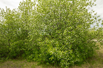 Image showing white cherries.