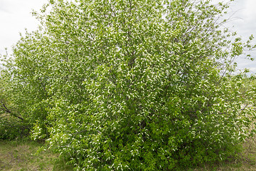 Image showing white cherries.