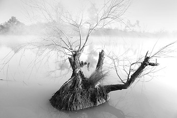 Image showing Lone tree on a foggy morning at Pugh's Lagoon