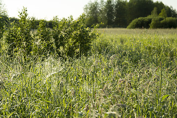 Image showing summer landscape