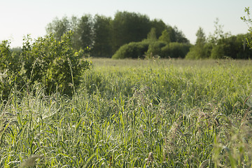 Image showing summer landscape