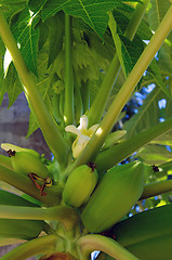 Image showing papaya fruit in tree with flower