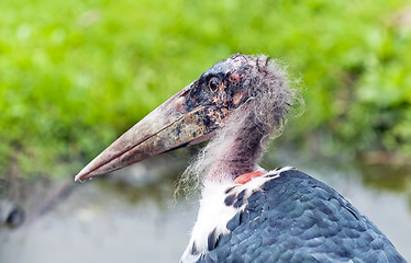 Image showing Marabou stork