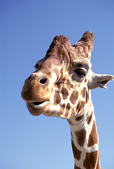 Image showing Giraffe