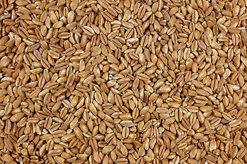 Image showing Farro dicocco, or Italian spelt, background 