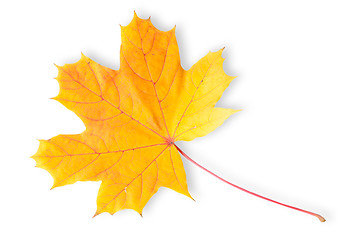 Image showing Autumn Maple Leaf