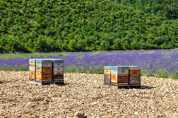 Image showing Beehive close to lavander field