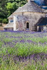 Image showing Lavander field