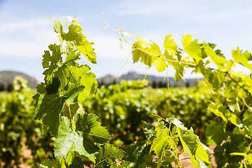 Image showing Provence vineyard