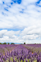 Image showing Lavander field