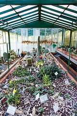 Image showing Cactus greenhouse