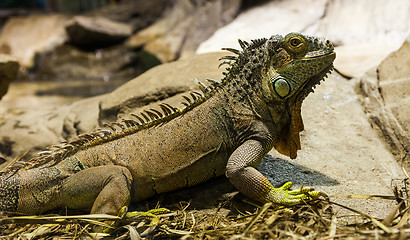Image showing Green Iguana