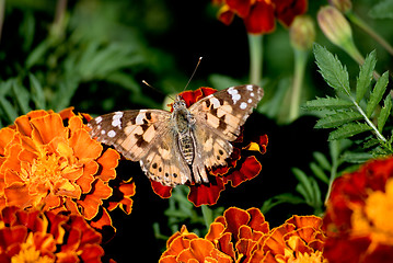 Image showing Butterfly