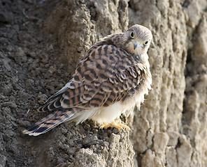 Image showing Falco