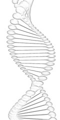 Image showing DNA structure model 