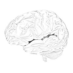 Image showing Human brain