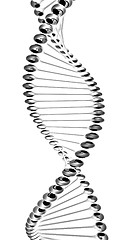 Image showing DNA structure model 