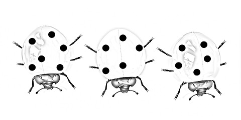 Image showing Ladybirds