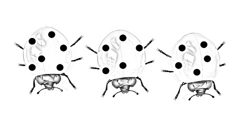 Image showing Ladybirds