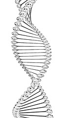 Image showing DNA structure model 