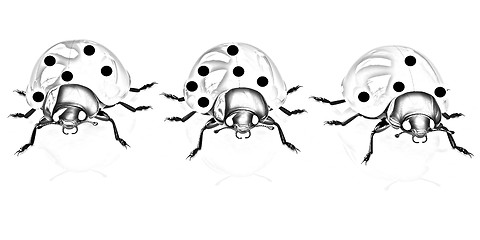 Image showing Ladybirds