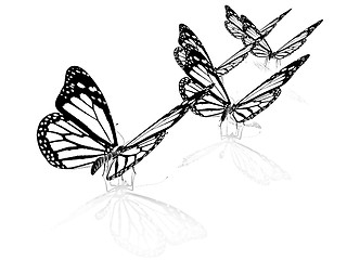 Image showing Butterfly