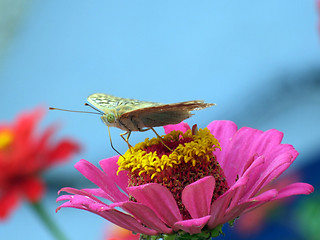 Image showing The greater butterfly on a pink flower