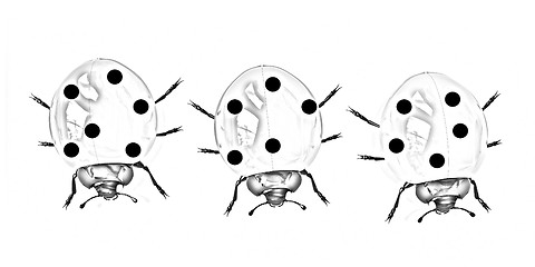 Image showing Ladybirds