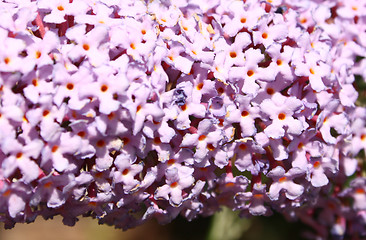 Image showing buddleja background