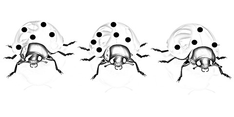 Image showing Ladybirds