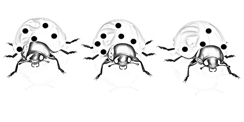 Image showing Ladybirds