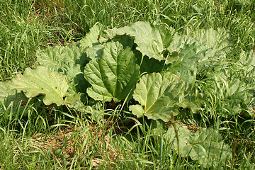 Image showing rhubarb