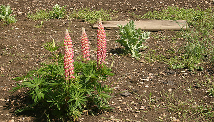 Image showing lupins