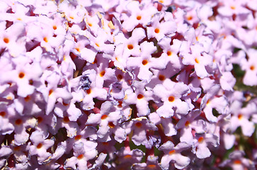 Image showing buddleja flower