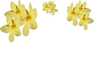 Image showing yellow flower border