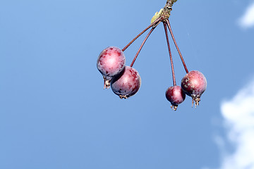 Image showing abstract crabb apples