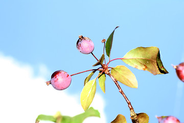 Image showing abstract crabb apples