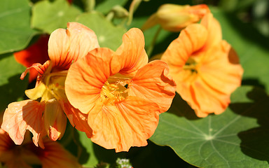 Image showing nasturtian flowers