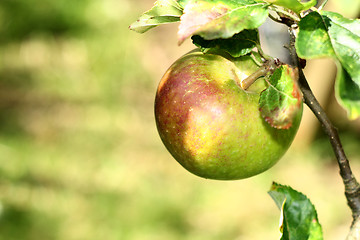 Image showing apple on the tree