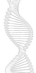 Image showing DNA structure model 