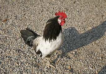 Image showing Crowing rooster