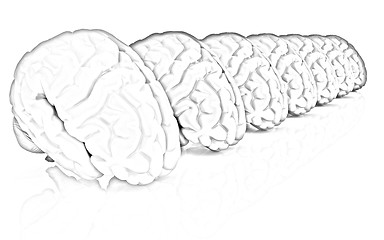 Image showing Human brains